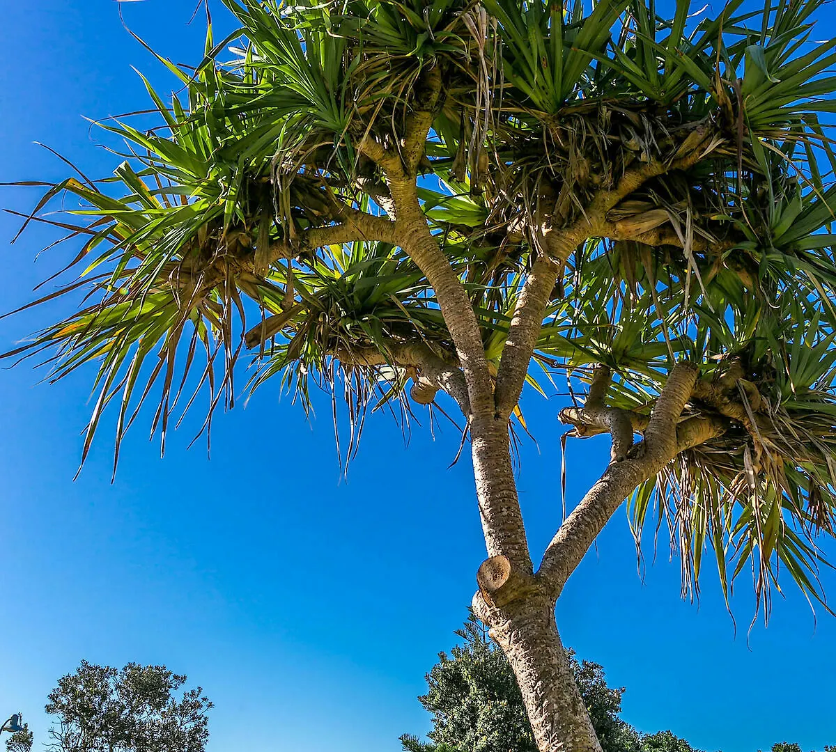 Apartment 1 Surfside Byron Bay